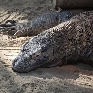 Komodo Dragon