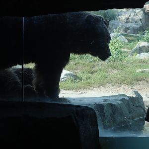 Grizzly Bear next to Humans