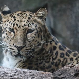 Amur Leopards