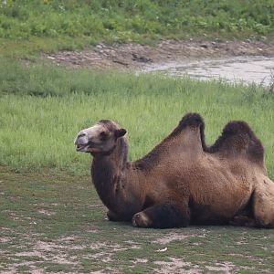 Bactrian Camel