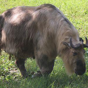Sichuan Takin