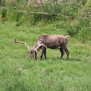 Reindeer