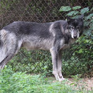 Gray Wolf