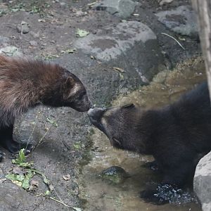 Wolverines