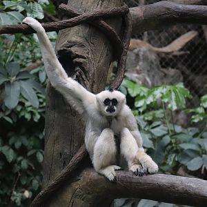 White Cheeked Gibbon