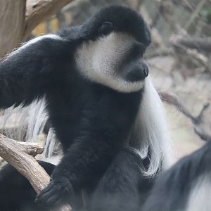 Guereza Colobus