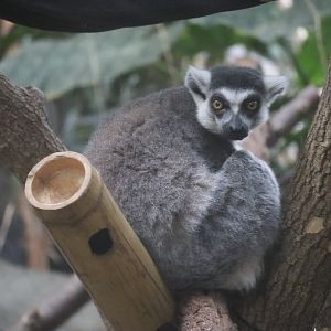 Ring Tailed Lemur