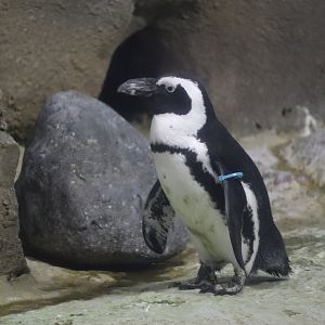 African Penguin