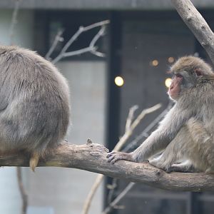 Japanese Macaque