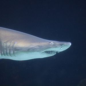 Sand Tiger Shark
