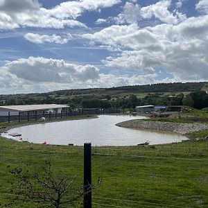 Polar Bear Main Paddock