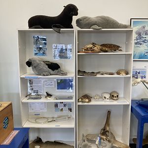 Shelf of artifacts and toys