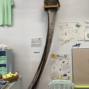 North Atlantic Right Whale baleen