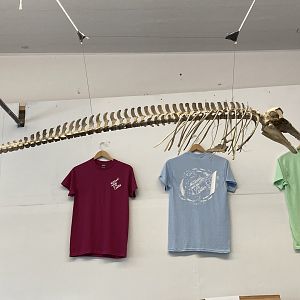 Adult Harbor Porpoise skeleton