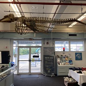 Juvenile Long-Finned Pilot Whale skeleton