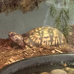 Eastern Box Turtle