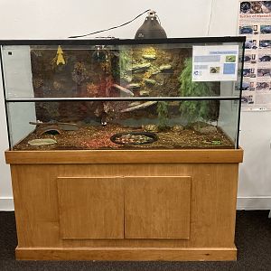 Eastern Box Turtle exhibit