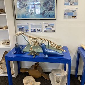 Harbor Seal skeleton