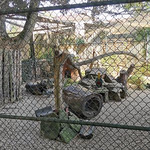 Corsac fox enclosure - Tierpark Bischofswerda