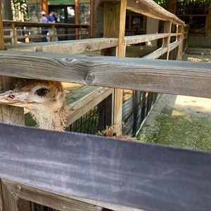 Dennis the Baby Barnyard Ostrich (8/10/23)