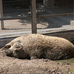 Mangalitsa Pig (8/10/23)