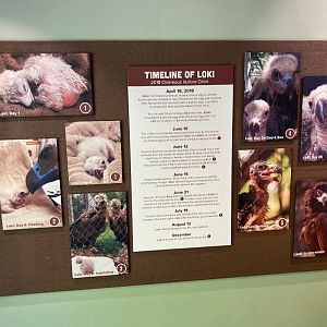 Timeline of Loki the Cinereous Vulture Sign (8/10/23)