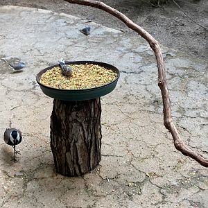 Spur Winged Lapwing, Bourke's Parakeets, And Diamond Doves (8/10/23)