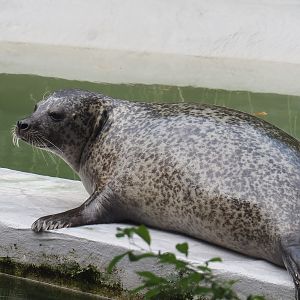 Eastern Atlantic harbor seal (Phoca vitulina vitulina), 2022-08-16