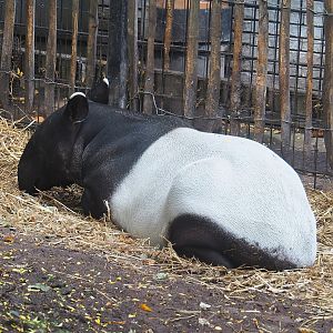 Malayan tapir (Tapirus indicus), 2022-08-16