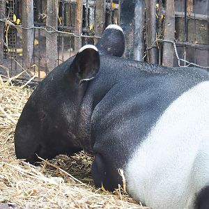 Malayan tapir (Tapirus indicus), 2022-08-16