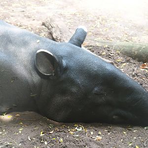 Malayan tapir (Tapirus indicus), 2022-08-16