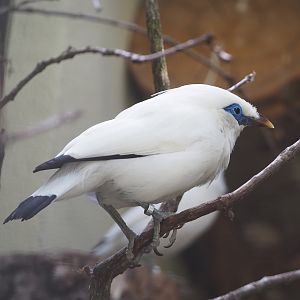 Bali myna (Leucopsar rothschildi), 2022-08-16