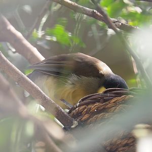 Blue-crowned laughingthrush (Pterorhinus courtoisi), 2022-08-16