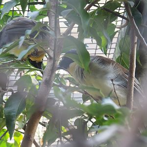 Blue-crowned laughingthrushes (Pterorhinus courtoisi), 2022-08-16