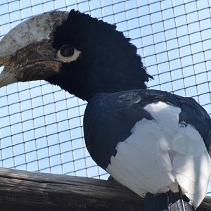 Vogelpark Turnersee - White-tighed hornbill