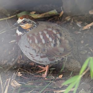 Collared hill partridge (Arborophila gingica), 2022-08-16