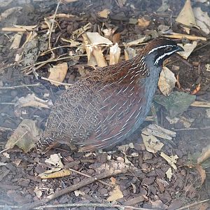 Male Madagascar partridge (Margaroperdix madagarensis), 2022-08-16
