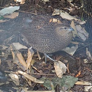 Female Madagascar partridge (Margaroperdix madagarensis), 2022-08-16