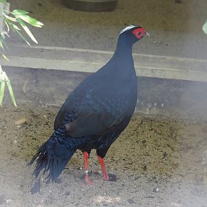 Edwards's pheasant (Lophura edwardsi), 2022-08-16