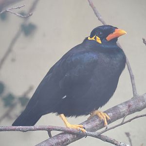 Greater hill myna (Gracula religiosa intermedia), 2022-08-16