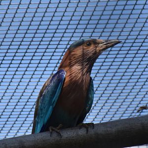 Vogelpark Turnersee - Indian Roller