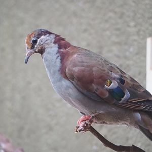 Brush bronzewing (Phaps elegans), 2022-08-16
