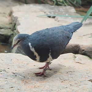 Wonga pigeon (Leucosarcia melanoleuca), 2022-08-16