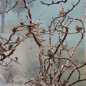 Australian finches, 2022-08-16