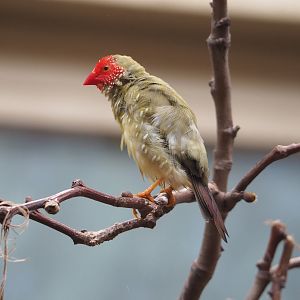 Star finch (Bathilda ruficauda), 2022-08-16