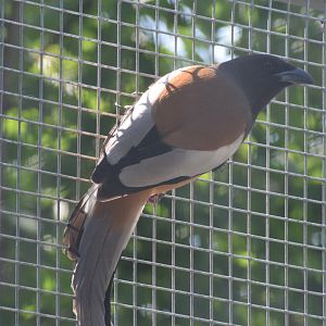 Vogelpark Turnersee - Rufous treepie