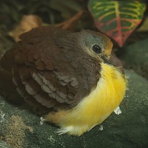 Cinnamon ground dove (Gallicolumba rufigula), 2022-08-16