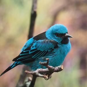 Blue Dacnis (Dacnis cayana), 2022-08-16