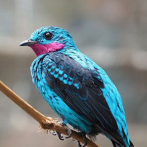 Spangled cotinga (Cotinga cayana), 2022-08-16