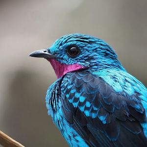 Spangled cotinga (Cotinga cayana), 2022-08-16